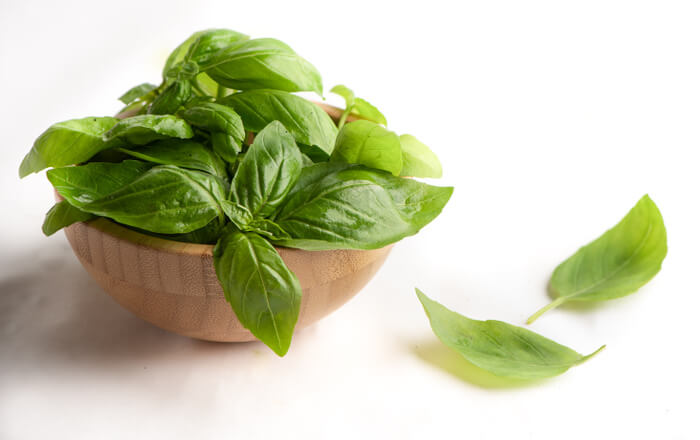 Urbankisaan Italian Basil